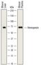 Hemopexin antibody, AF7007, R&D Systems, Western Blot image 