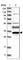 ER Membrane Protein Complex Subunit 2 antibody, HPA022838, Atlas Antibodies, Western Blot image 