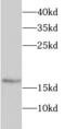 Signal Recognition Particle 19 antibody, FNab08230, FineTest, Western Blot image 