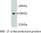 Lymphotoxin Alpha antibody, MBS355069, MyBioSource, Western Blot image 