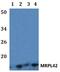 Mitochondrial Ribosomal Protein L42 antibody, A13167-1, Boster Biological Technology, Western Blot image 