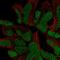SRY-Box 21 antibody, HPA064084, Atlas Antibodies, Immunofluorescence image 