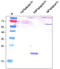 Podoplanin antibody, AP60017PU-L, Origene, Western Blot image 