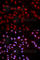 c-met antibody, AP0077, ABclonal Technology, Immunofluorescence image 