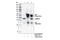 Charged Multivesicular Body Protein 4B antibody, 42466S, Cell Signaling Technology, Immunoprecipitation image 