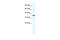 Annexin A3 antibody, 28-516, ProSci, Enzyme Linked Immunosorbent Assay image 