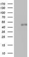 Spermatogenesis Associated 2 Like antibody, CF802368, Origene, Western Blot image 
