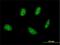 TSC22 Domain Family Member 4 antibody, H00081628-M01, Novus Biologicals, Immunofluorescence image 