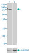 T-Box 2 antibody, LS-C198306, Lifespan Biosciences, Western Blot image 