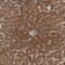 Poly(ADP-Ribose) Polymerase Family Member 11 antibody, NBP1-88394, Novus Biologicals, Immunohistochemistry frozen image 