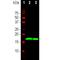 Synuclein Alpha antibody, NBP1-05194, Novus Biologicals, Western Blot image 