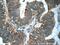 Ribitol Xylosyltransferase 1 antibody, 17095-1-AP, Proteintech Group, Immunohistochemistry frozen image 
