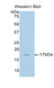 Bone Morphogenetic Protein 6 antibody, LS-C297543, Lifespan Biosciences, Western Blot image 