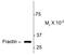 Fractin antibody, AP08647SU-N, Origene, Western Blot image 