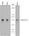 Karyopherin Subunit Alpha 1 antibody, AF6206, R&D Systems, Western Blot image 