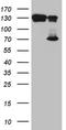 TATA-Box Binding Protein Associated Factor, RNA Polymerase I Subunit B antibody, NBP2-46059, Novus Biologicals, Western Blot image 