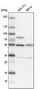 Serine Hydroxymethyltransferase 2 antibody, PA5-54232, Invitrogen Antibodies, Western Blot image 