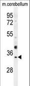 Olfactory Receptor Family 51 Subfamily I Member 1 antibody, LS-C163212, Lifespan Biosciences, Western Blot image 