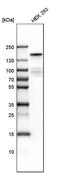 Lysine Demethylase 6A antibody, PA5-51685, Invitrogen Antibodies, Western Blot image 