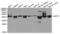 Septin 2 antibody, LS-C334302, Lifespan Biosciences, Western Blot image 