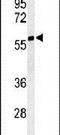 Cytosolic Iron-Sulfur Assembly Component 3 antibody, PA5-26824, Invitrogen Antibodies, Western Blot image 