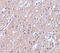 C1q And TNF Related 6 antibody, 3577, ProSci, Immunohistochemistry frozen image 