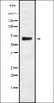 Rho GTPase-activating protein 25 antibody, orb338655, Biorbyt, Western Blot image 