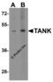 TRAF family member-associated NF-kappa-B activator antibody, 3877, ProSci, Western Blot image 