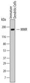 Mannose Receptor C-Type 1 antibody, MAB25342, R&D Systems, Western Blot image 