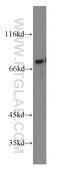 Nuclear Receptor Subfamily 4 Group A Member 1 antibody, 12235-1-AP, Proteintech Group, Western Blot image 