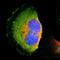 TRNA Methyltransferase 2 Homolog A antibody, HPA001077, Atlas Antibodies, Immunofluorescence image 