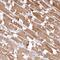 Inositol Polyphosphate-4-Phosphatase Type II B antibody, PA5-58057, Invitrogen Antibodies, Immunohistochemistry frozen image 