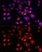 Hepatitis A Virus Cellular Receptor 2 antibody, GTX65911, GeneTex, Immunofluorescence image 