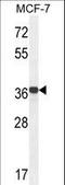 Glycerol-3-Phosphate Dehydrogenase 1 Like antibody, LS-C166604, Lifespan Biosciences, Western Blot image 