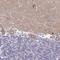 Tripartite Motif Containing 64C antibody, NBP2-14548, Novus Biologicals, Immunohistochemistry frozen image 