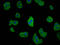 CD2 Associated Protein antibody, LS-C682285, Lifespan Biosciences, Immunofluorescence image 