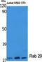 RAB20, Member RAS Oncogene Family antibody, PA5-51042, Invitrogen Antibodies, Western Blot image 