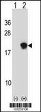 Small Ubiquitin Like Modifier 4 antibody, 56-558, ProSci, Western Blot image 