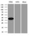 N-Myc And STAT Interactor antibody, MA5-27241, Invitrogen Antibodies, Western Blot image 