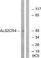 Transmembrane protein 237 antibody, TA315763, Origene, Western Blot image 