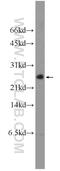 Eukaryotic Translation Initiation Factor 4E Binding Protein 2 antibody, 11182-1-AP, Proteintech Group, Western Blot image 