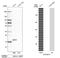 Coiled-Coil-Helix-Coiled-Coil-Helix Domain Containing 10 antibody, HPA003440, Atlas Antibodies, Western Blot image 