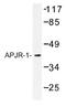 Apelin Receptor antibody, AP01191PU-N, Origene, Western Blot image 