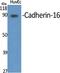 CDH16 antibody, A07518, Boster Biological Technology, Western Blot image 