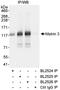 Matrin 3 antibody, A300-590A, Bethyl Labs, Immunoprecipitation image 