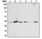Activating Transcription Factor 1 antibody, MBS822089, MyBioSource, Western Blot image 
