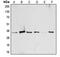 Activating Transcription Factor 1 antibody, MBS822089, MyBioSource, Western Blot image 