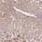 BCL2 Interacting Protein 5 antibody, HPA058189, Atlas Antibodies, Immunohistochemistry frozen image 