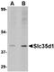 UDP-glucuronic acid/UDP-N-acetylgalactosamine transporter antibody, orb75009, Biorbyt, Western Blot image 