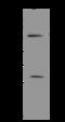UBX Domain Protein 11 antibody, 205116-T40, Sino Biological, Western Blot image 